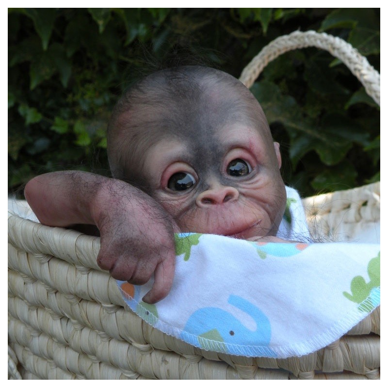 Singe reborn 2025