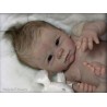 DANI "THE CRADLE KIT" (20'), body et torso inclus